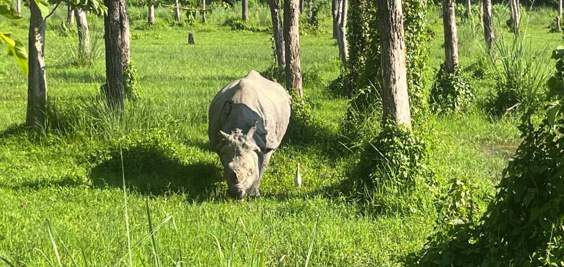 Chitwan Jungle safari Tour
