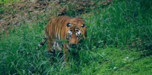 Bengal Tiger Special tour in Bardiya