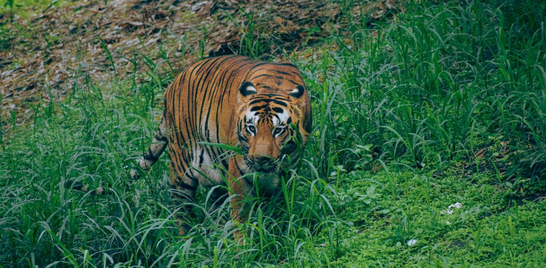 Bardiya Tiger Watch Tour