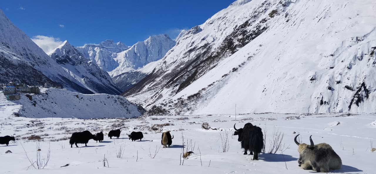 Hello Nepal Treks & Tours